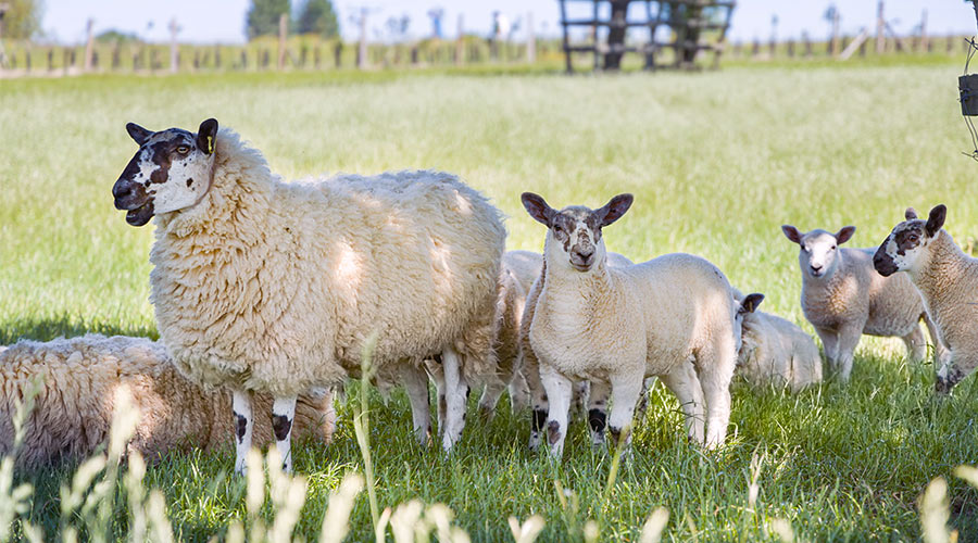Schafe Tierarzt Burscheid